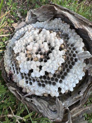 Urban Crawl Pest Solutions