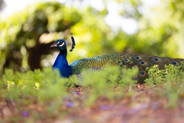 Glendora Arboretum and Botanical Garden