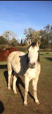 Cocheco Veterinary Hospital