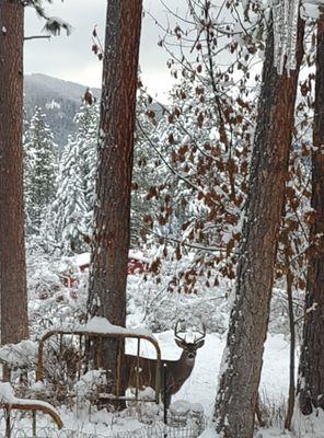 Michelle Strozzi - eXp Realty