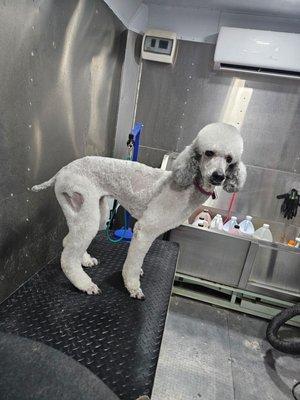 Gave me some hearts on my standard poodle