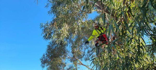 Eucalyptus tree pruning!