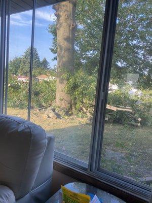 Top Notch Tree Service