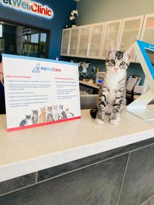 PetWellClinic - Arvada