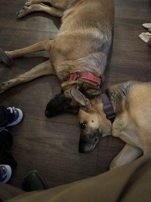 Valencia Animal Hospital