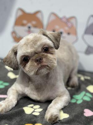Shih-Tzu