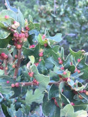 Pine Hollow Trailhead