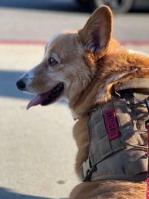 Rosemead Animal Hospital