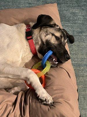 Gentle Hearts Animal Hospital