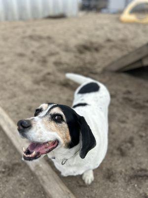 Little dog named Lollie soaking up the sun