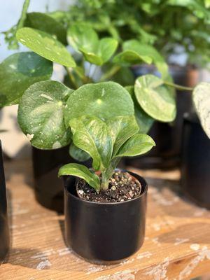 Urban Scout - San Francisco