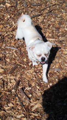 The Holyoke Dog Park