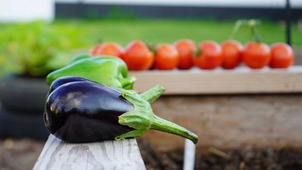 Homegrown Health Farms