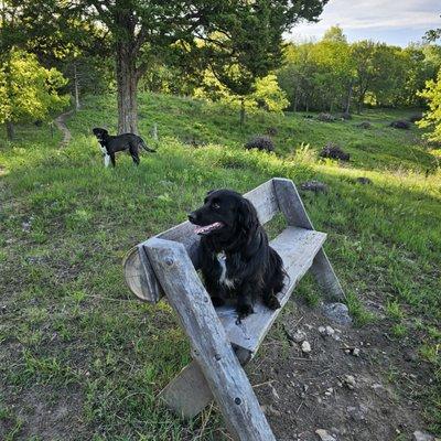 Poynette Veterinary Care