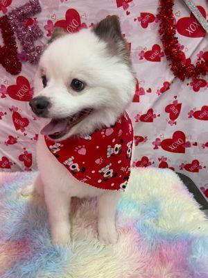 Kndys kuts Dog Grooming