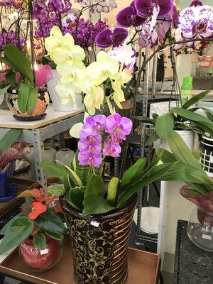 Orchid arrangements