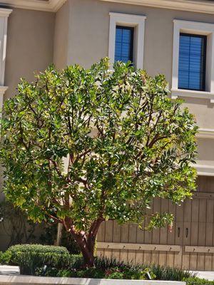 South County Tree Trimming