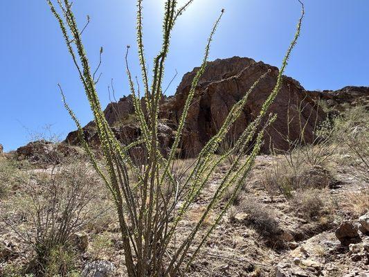 Organ Pipe Cactus National Monument
