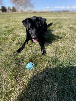 Lucky Ducky Dog Training And Boarding