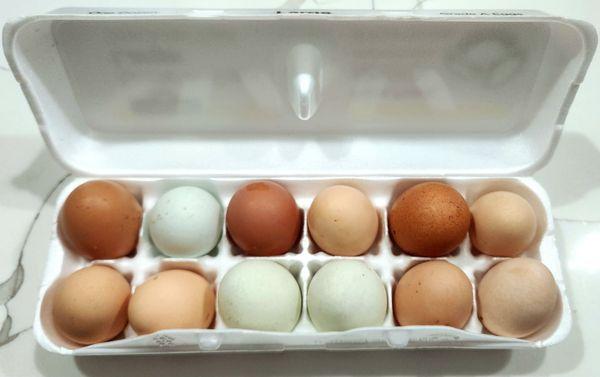 Tropical Trail Nursery