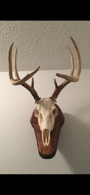 Spotted Dog Sporting Goods