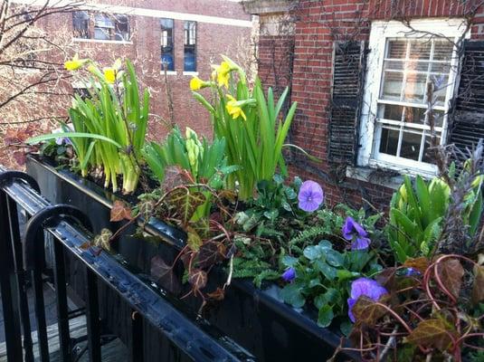 Flower boxes around the Boston area