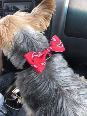 Pretty Paws Pet Grooming