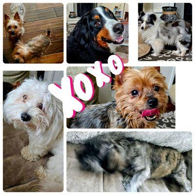 Grandmas4hire Pet Sitting & Dog Walking