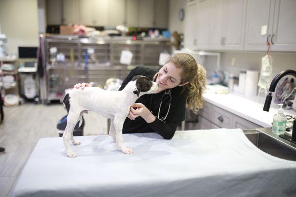 Oaks Veterinary Urgent Care