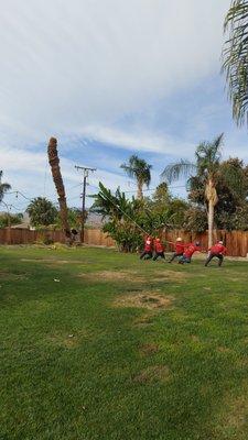 Reyes Tree Preservation