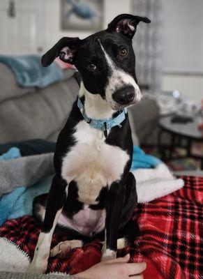 Suncoast Pet Services & More