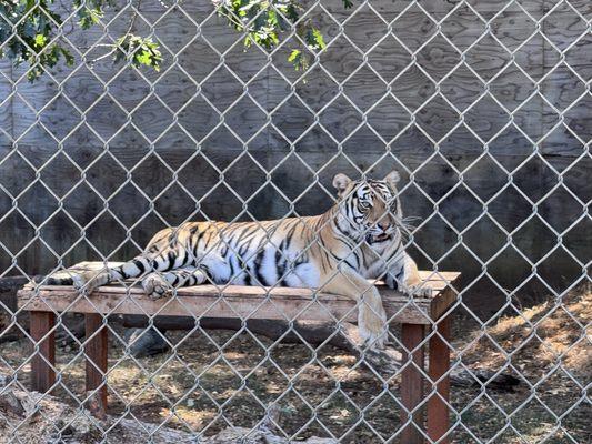 Great Cats World Park