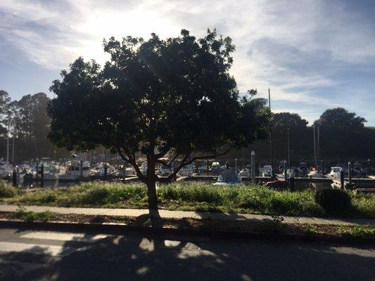 Santa Cruz Harbor Rv Park