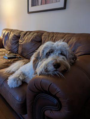 Groomingdales of Columbia