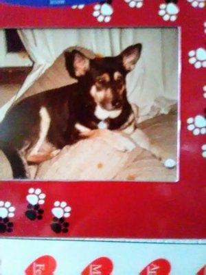 Lincolnwood Animal Hospital