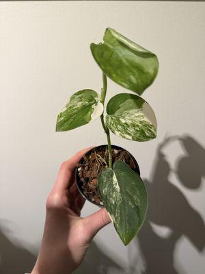 Mason Jar Plant Shop