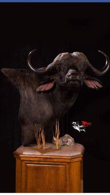 Murphy's Taxidermy