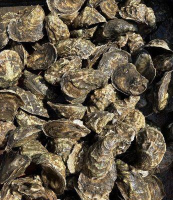 Oysters