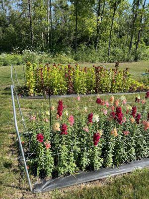 For the Love of Flowers Farm