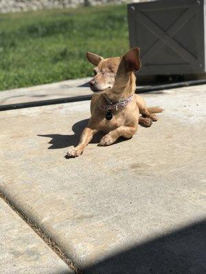 our sweet senior Sadie!