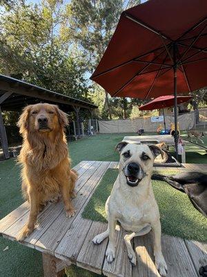 Tale of the Dog Boarding & Daycare