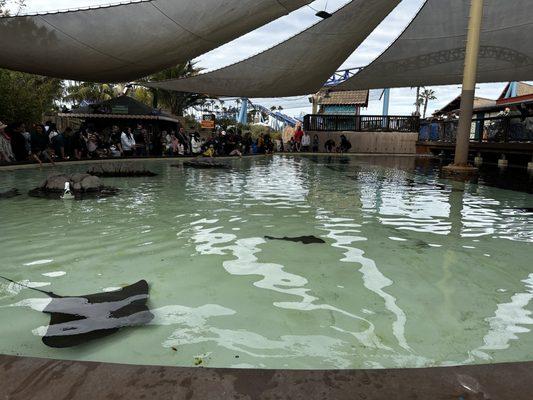 Bat Ray Feeding Pond