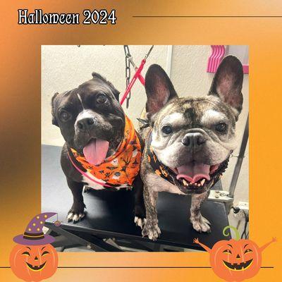 David Mobile Dog Grooming