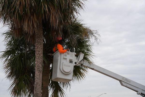 Florida Trees