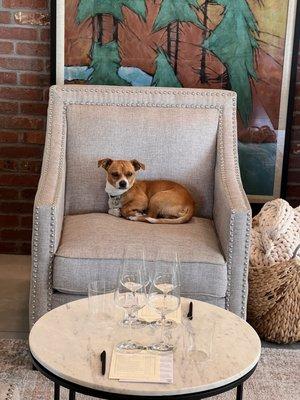 Our friendly watch dog.