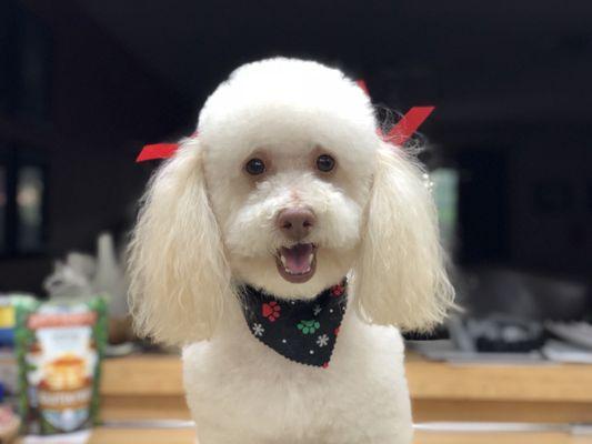 Ace Dog Grooming & Pet Supplies