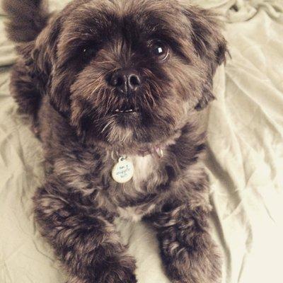 My dog BEFORE her haircut.