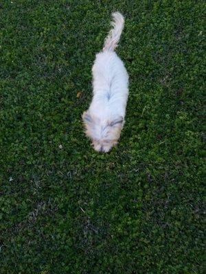 Uptown Pets Mobile Grooming Salon