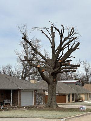 M & C Trees and More