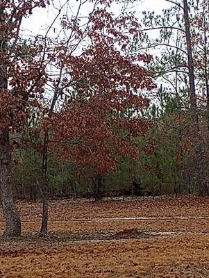 Tucker's Tree Service and Stump Grinding